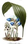 Peliosanthes teta