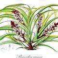 Reineckea carnea