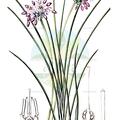 Sowerbaea laxiflora