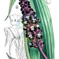 Tupistra grandis