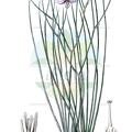 Thysanotus tenuis