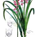 Theropogon pallidus