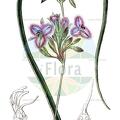 Thysanotus multiflorus