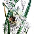 Trihesperus glaucus