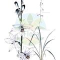 Trihesperus glaucus