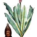 Veltheimia capensis