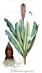 Veltheimia capensis