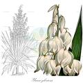 Yucca gloriosa