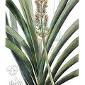 Lomandra longifolia