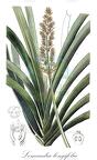 Lomandra longifolia