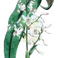 Arthropodium cirrhatum
