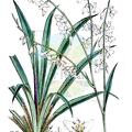Arthropodium neocaledonicum