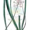 Barnardia japonica