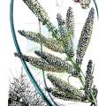 Beaucarnea hookeri