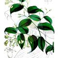 Behnia reticulata