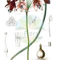 Bessera elegans