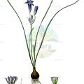 Brodiaea coronaria