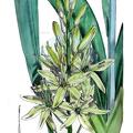Camassia quamash