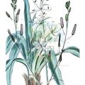 Chlorogalum pomeridianum
