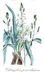 Chlorogalum pomeridianum