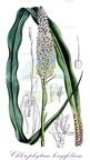 Chlorophytum longifolium