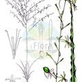 Chlorophytum macrosporum