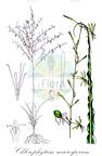 Chlorophytum macrosporum