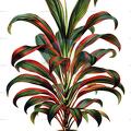 Cordyline fruticosa