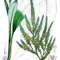 Cordyline fruticosa
