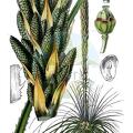 Dasylirion acrotrichum