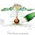 Daubenya marginata
