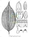Disporopsis pernyi