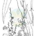 Diuranthera major