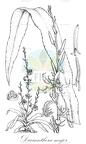 Diuranthera major