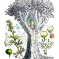 Dracaena draco
