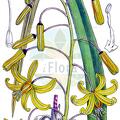 Drimia macrantha