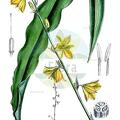 Echeandia echeandioides