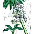 Eucomis bicolor