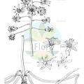 Fessia purpurea