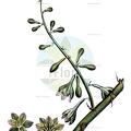 Furcraea foetida