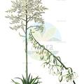 Furcraea foetida