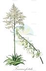 Furcraea foetida