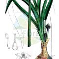 Fusifilum depressum