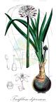 Fusifilum depressum