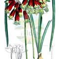 Dichelostemma