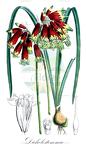 Dichelostemma