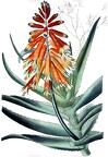 Aloiampelos ciliaris