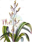 Phormium tenax