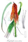 Kniphofia sarmentosa