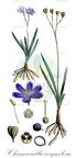 Chamaescilla corymbosa